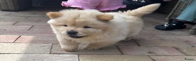 Chow Chow Puppy 2