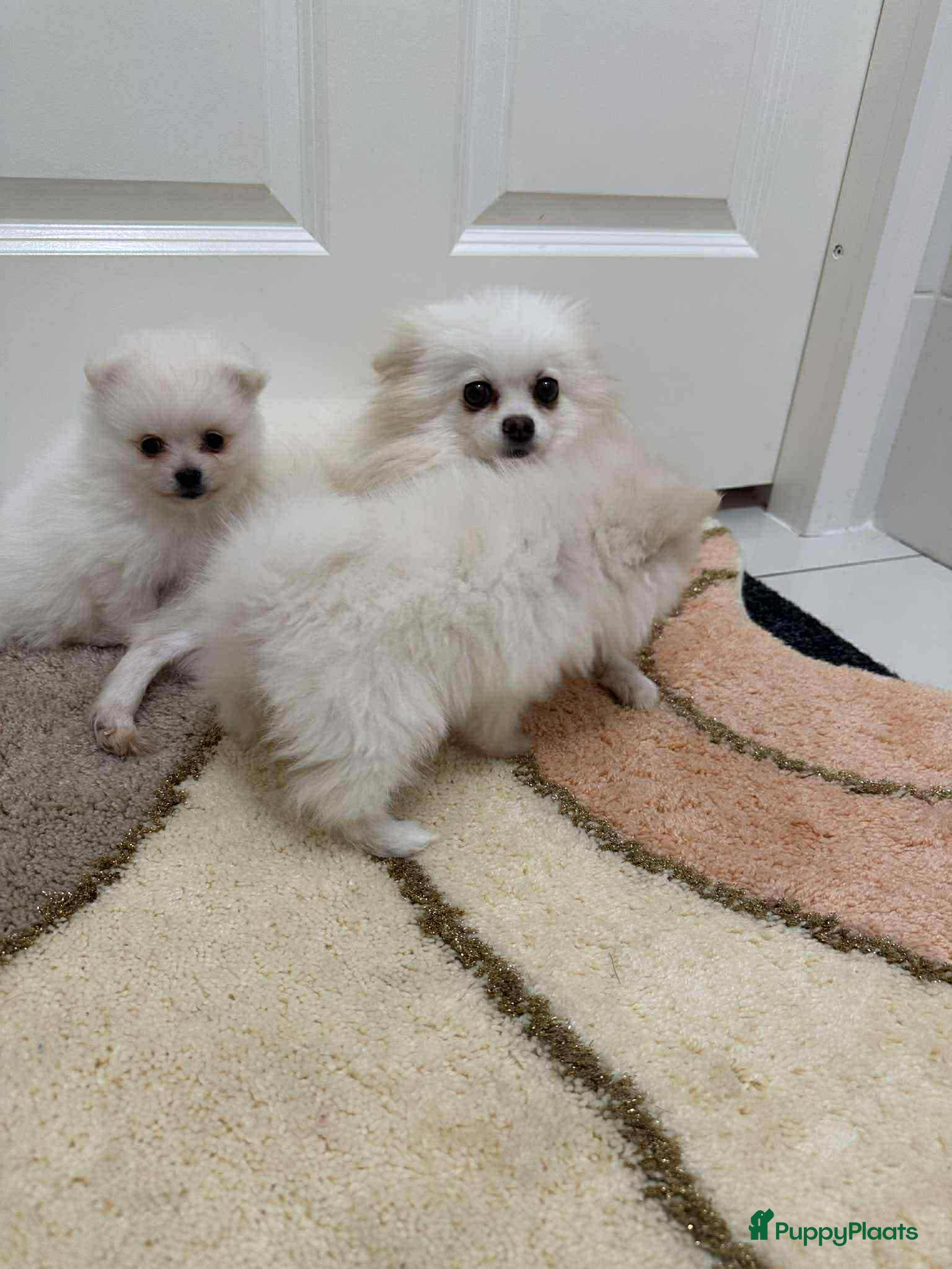 Pomeriaan honden pomeriaan - Advertentie 12