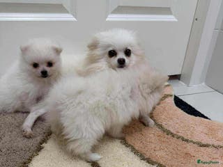 Pomeriaan honden pomeriaan - Advertentie 5