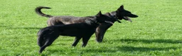 Hollandse Herder honden te koop: Te koop: Hollandse herderpups in Hoek - Advertentie 3