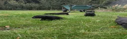 Labrador Retriever honden te koop: Labrador Retriever pups  - Advertentie 11