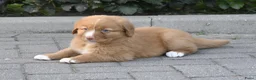 Nova Scotia Duck Tolling Retriever honden te koop: Nova Scotia Duck Tolling Retriever pups # Toller - Advertentie 10
