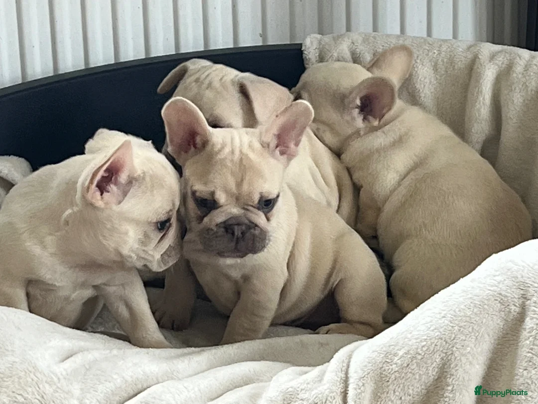 Franse Bulldog honden te koop: Franse Bulldog pups België  - Advertentie 2