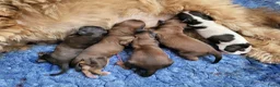 Kruising honden te koop: Havapoo pups - Advertentie 4