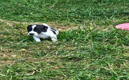 Jack Russel Terriër honden te koop: Jack russel pups (laagbenig) in Baarle-Nassau - Afbeelding 9