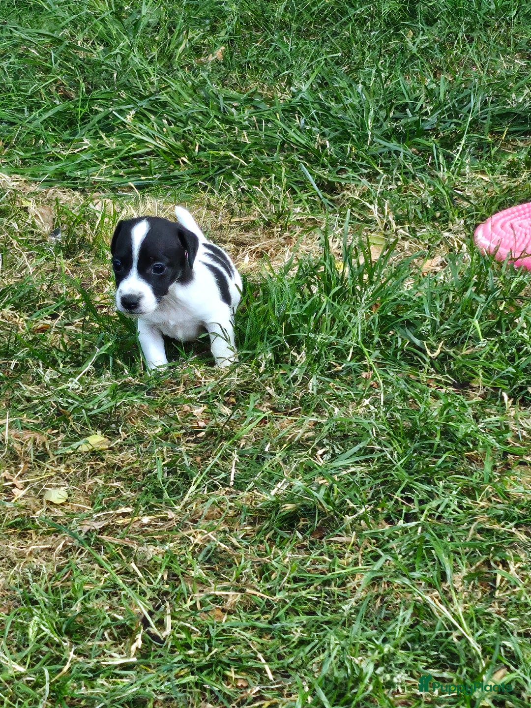 Jack Russel Terriër honden te koop: Jack russel pups (laagbenig) in Baarle-Nassau - Afbeelding 9