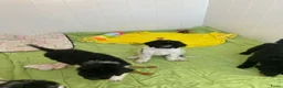 Poedel honden te koop: Prachtig mooie koningspoedel pups! - Advertentie 12