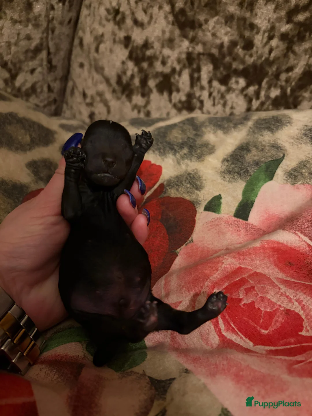 Australian Labradoodle honden te koop: Mini australian Labradoodle  - Advertentie 8