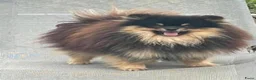 Pomeriaan honden te koop: Prachtige pomeranian pups met een mega vacht - Advertentie 8