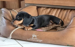 Teckel (korthaar)  honden te koop: 2 reutjes zoeken nieuw huisje - Afbeelding 4