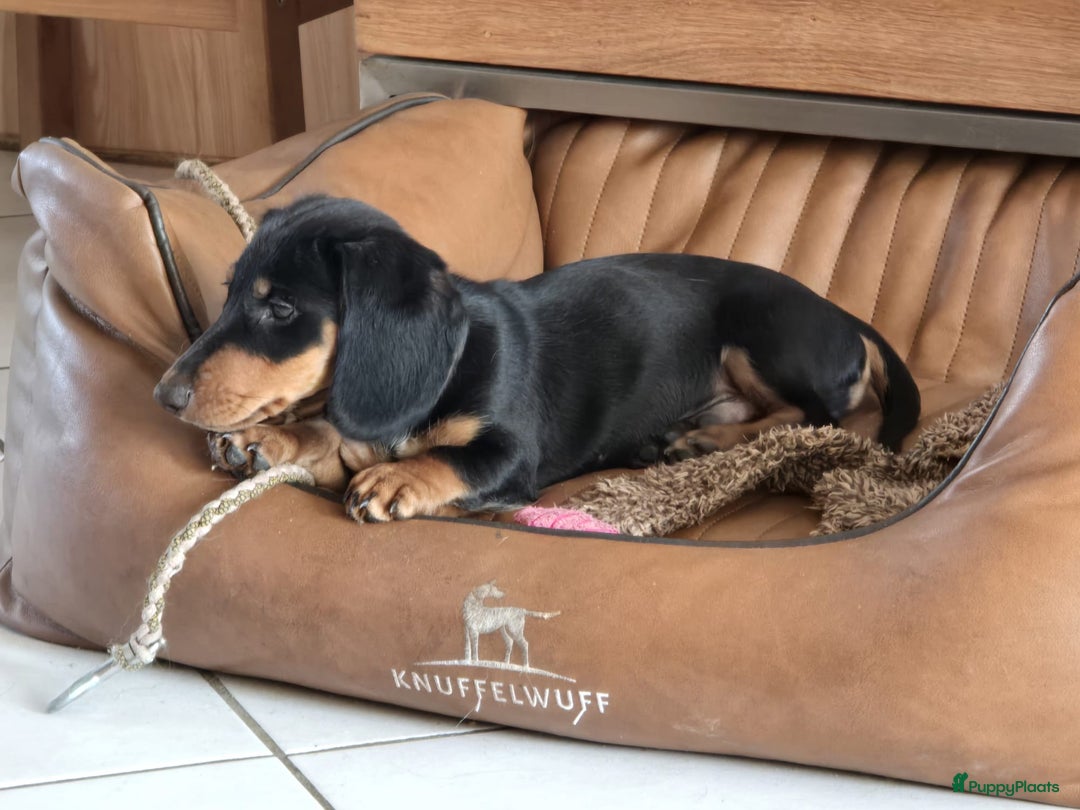 Teckel (korthaar)  honden te koop: 2 reutjes zoeken nieuw huisje - Afbeelding 4