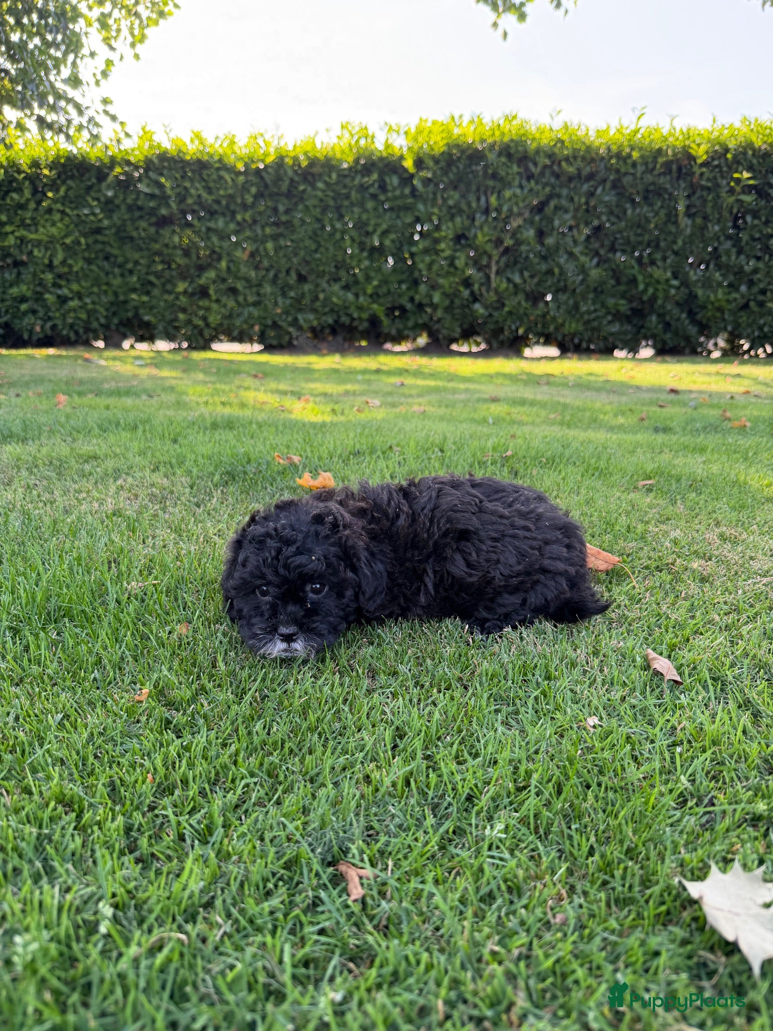 Maltipoo honden Maltipoo (Maltezer x Poedel) pups - Advertentie 2