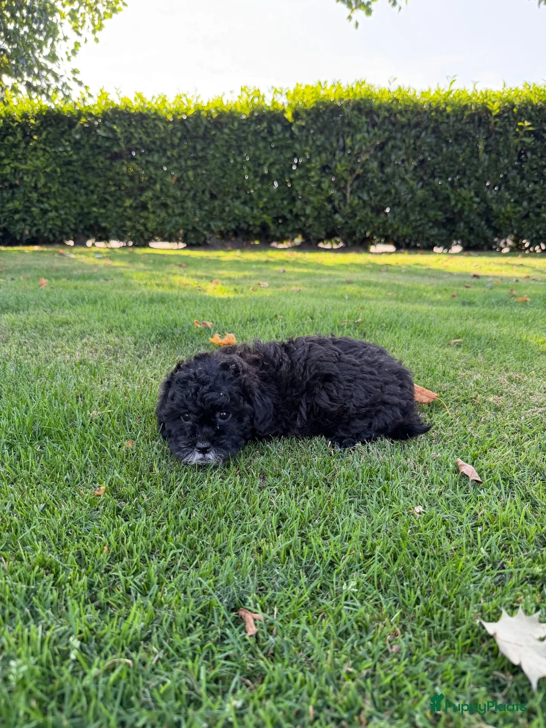 Maltipoo honden te koop: Maltipoo (Maltezer x Poedel) pups - Advertentie 2