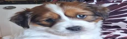 Kooikerhondje honden te koop: Tekoop raszuivere kooiker pups in Oosterwolde - Advertentie 1