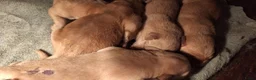 Goldador honden te koop: Goldenretriever x labrador pups  - Advertentie 13