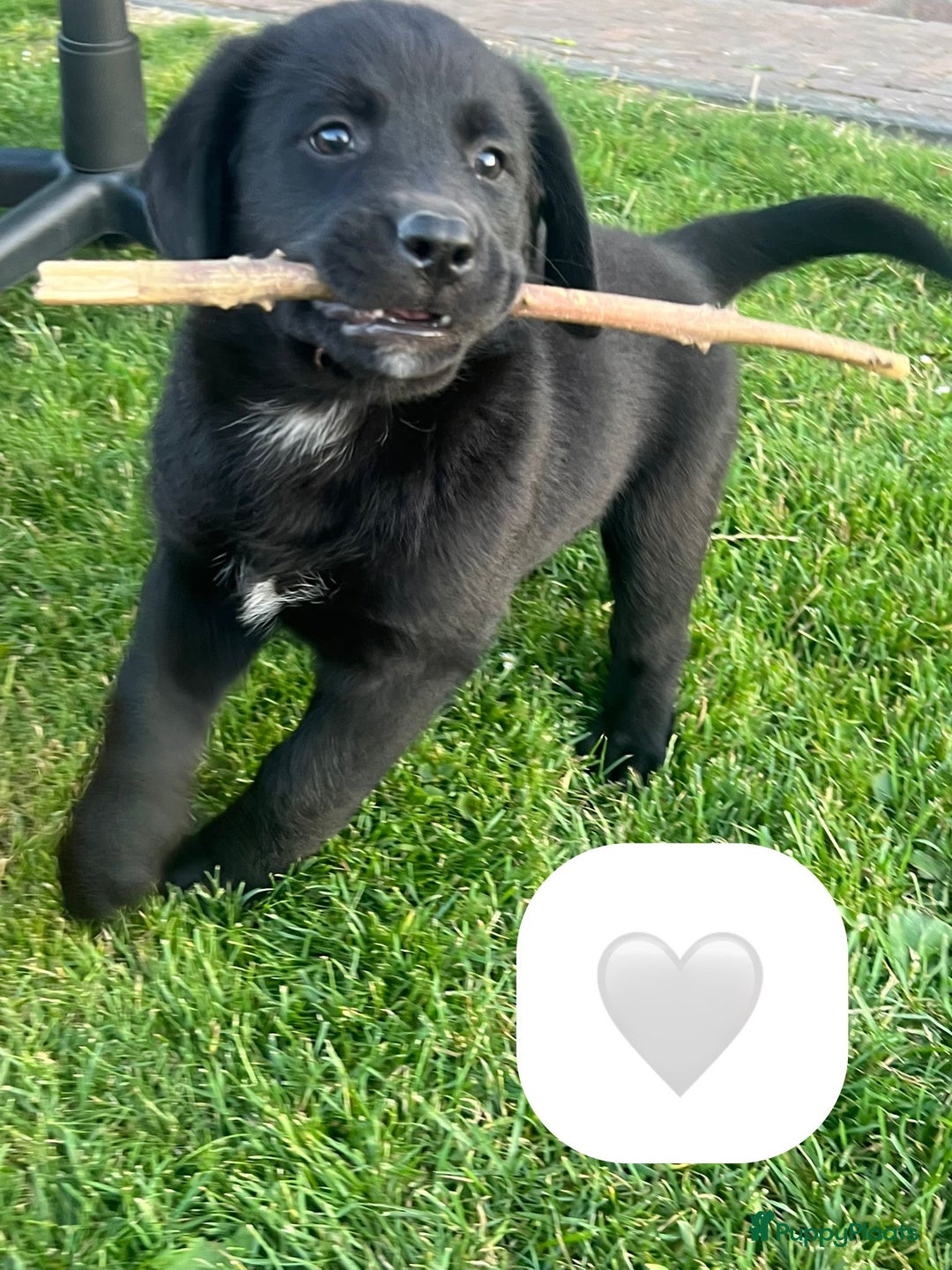 Kruising honden te koop: Onze lieve Boulab puppy’s zijn te koop in Buren - Afbeelding 8
