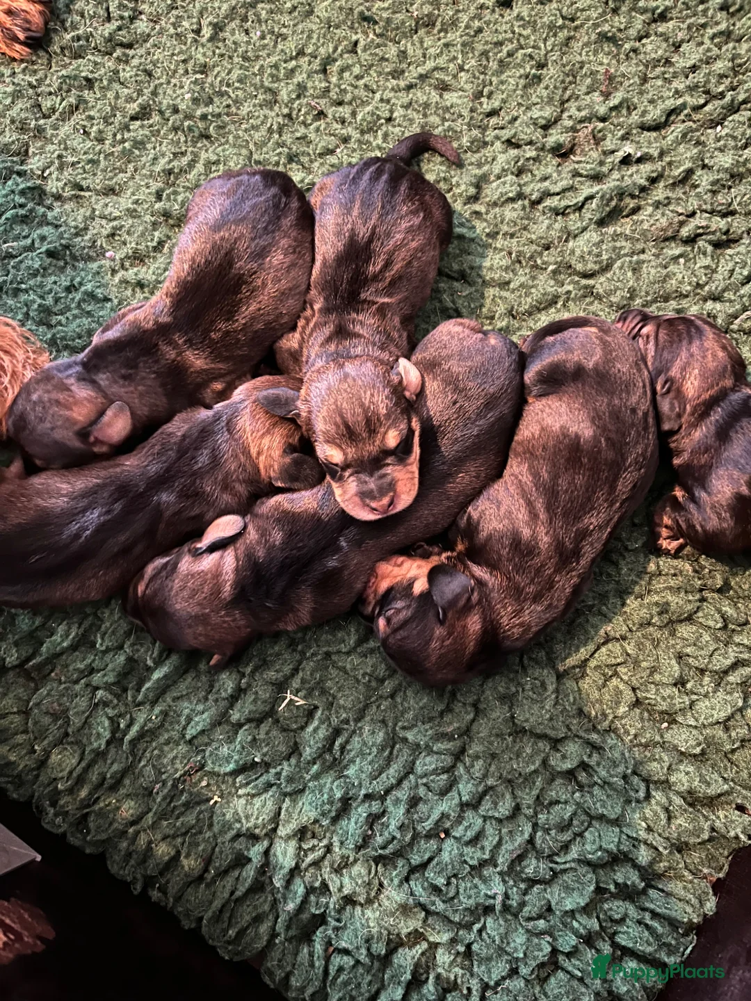 Ruwhaar Teckel honden te koop: Ruwhaar standaar wildkleur pups beschikbaar  - Advertentie 2