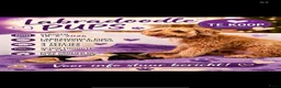 Labradoodle honden te koop: Mooie kleine labradoodles - Advertentie 6