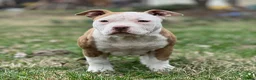 Amerikaanse Bully honden te koop: American Bully Pocket - Advertentie 4