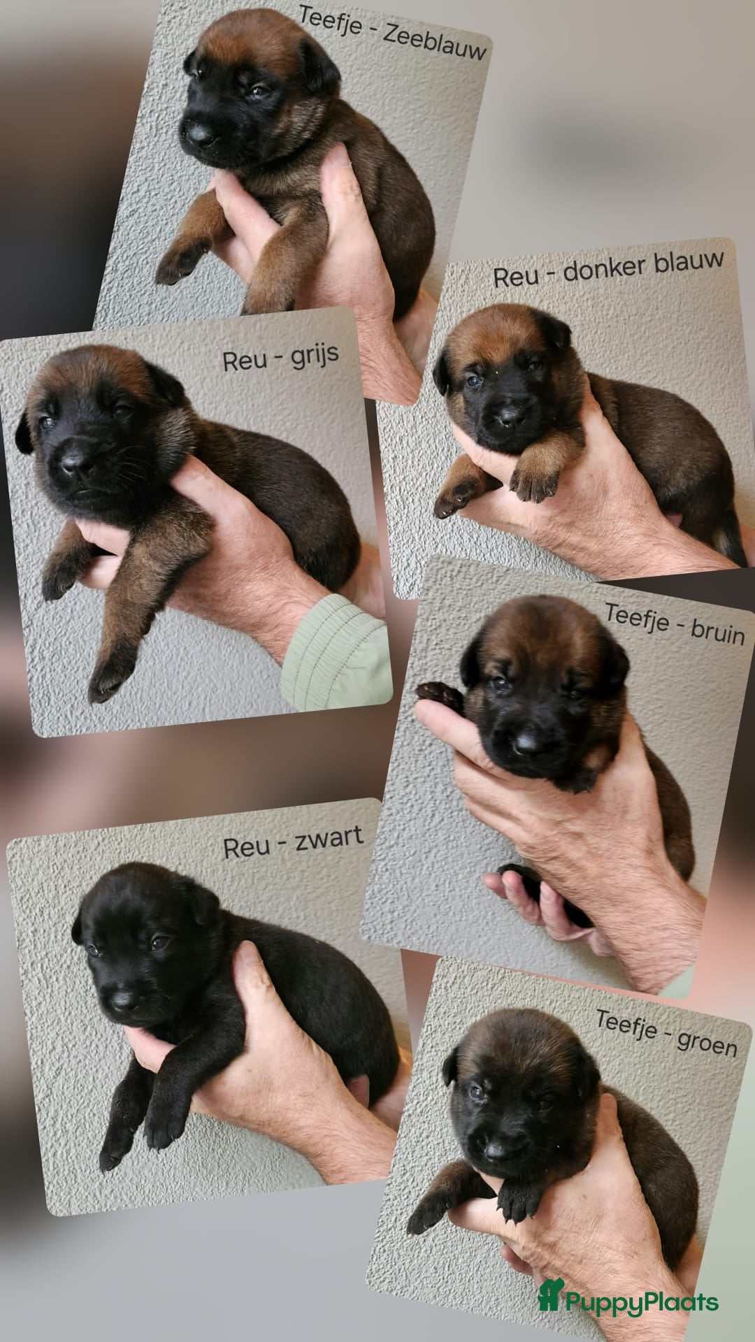 Mechelse Herder honden te koop: Mechelse Herder pups  - Advertentie 3