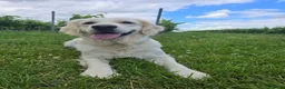 Golden Retriever honden te koop: Een 3-jarige Golden Retriever-teef. - Advertentie 5