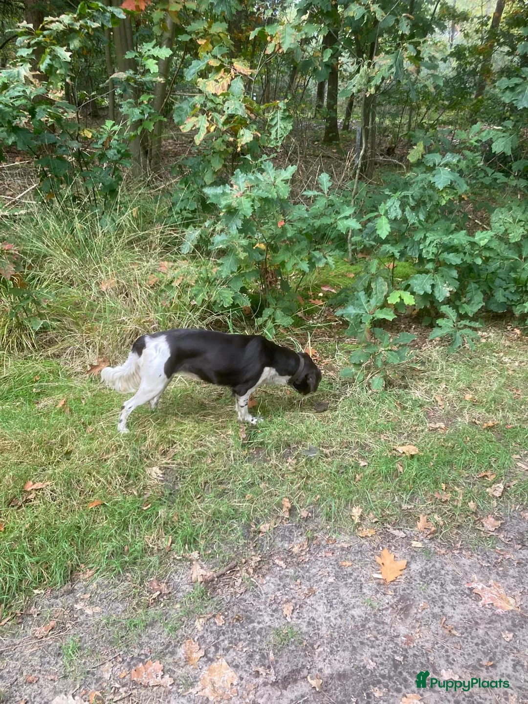 Heidewachtel honden te koop: Heidewachtel pups in Someren - Advertentie 3