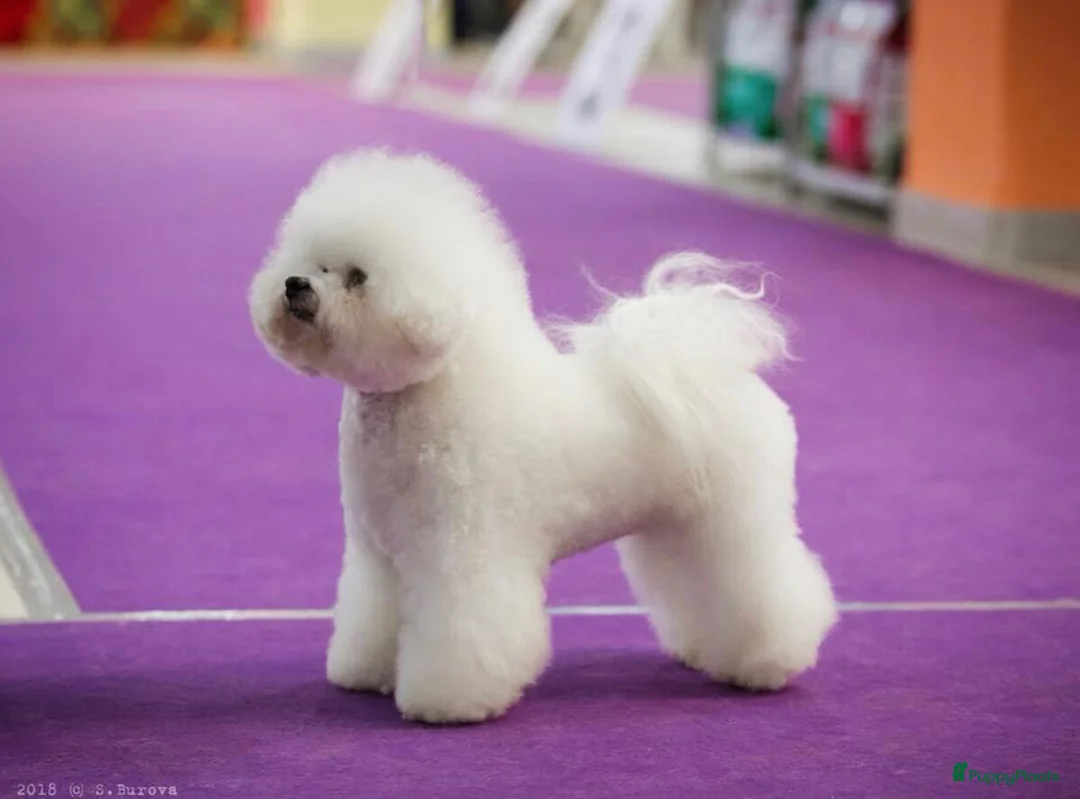 Galerij afbeelding {{count}}