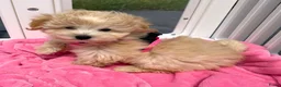 Maltipoo honden te koop: Mini maltipoo pups thuis geboren en grootgebracht - Advertentie 4