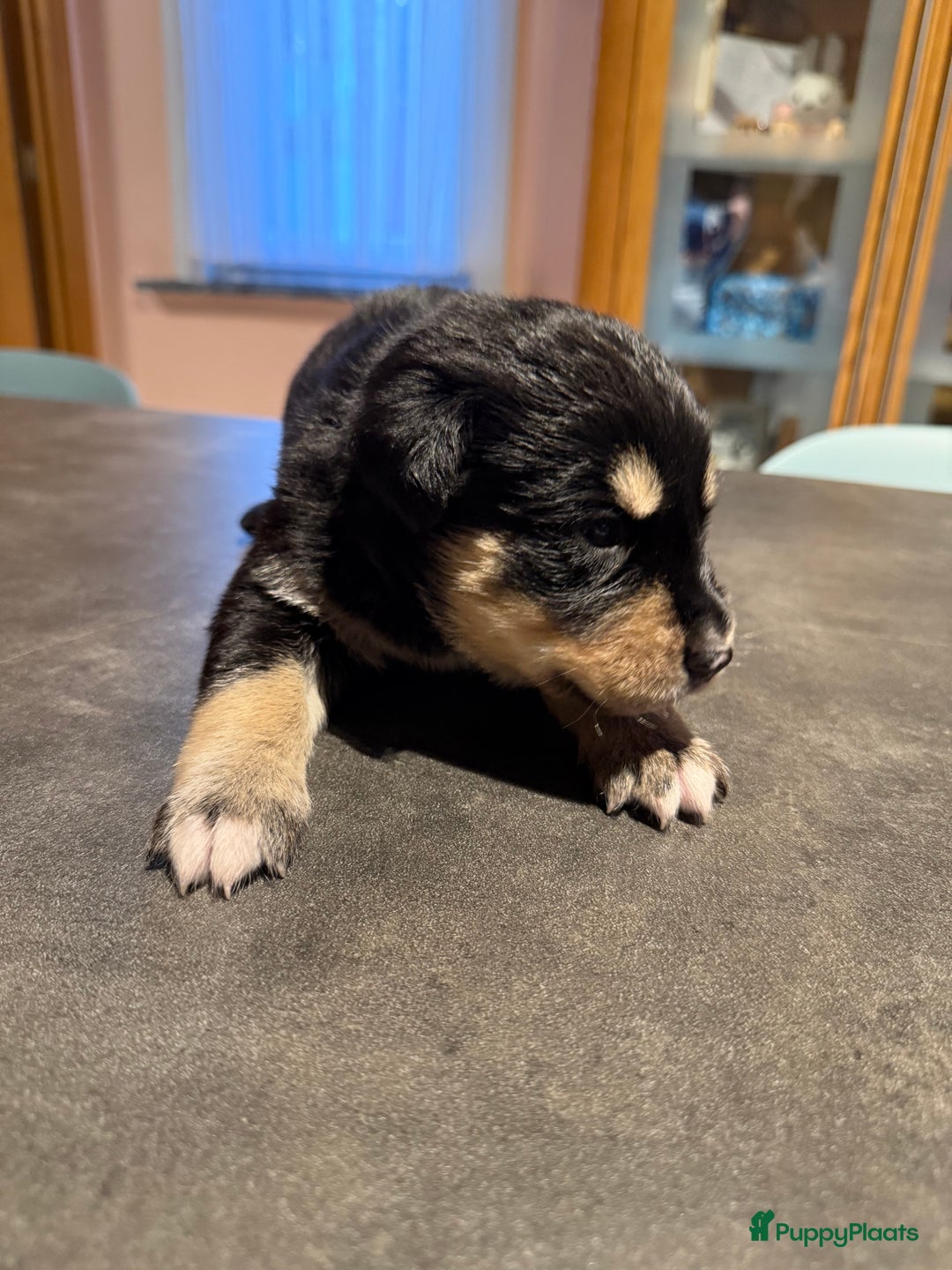 Kruising honden te koop: Super lieve bernskypuppy’s - Afbeelding 9