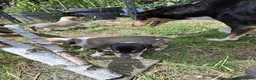 Schotse Herdershond korthaar honden te koop: Schotse herdershond korthaar pups - Advertentie 16