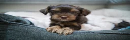 Yorkshire Terriër honden te koop: Yorkshire Terrier puppy’s te koop - Advertentie 29