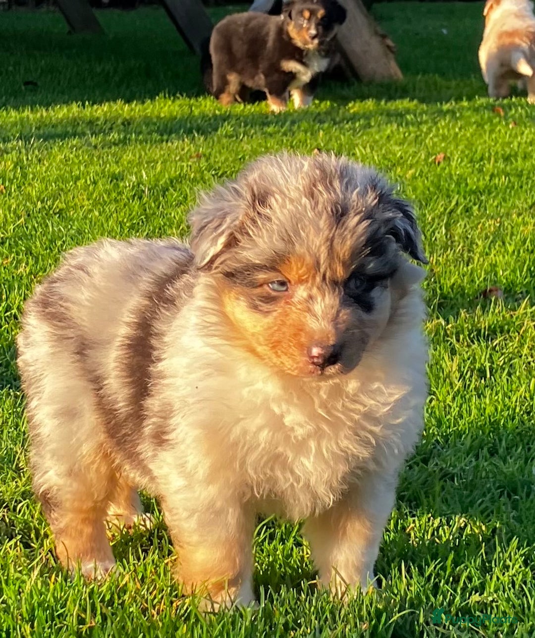 Australian Shepherd honden te koop: Prachtige raszuivere Australian Shepherd - Advertentie 3