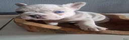 Franse Bulldog honden te koop: Nog 1 Reutje Merle. Stevige reu - Advertentie 3