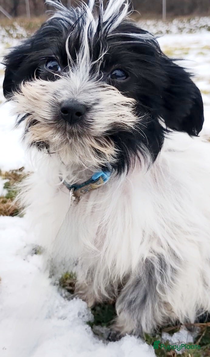 Kruising honden Nog 2 prachtige reutjes Toy PapilLa - Advertentie 2