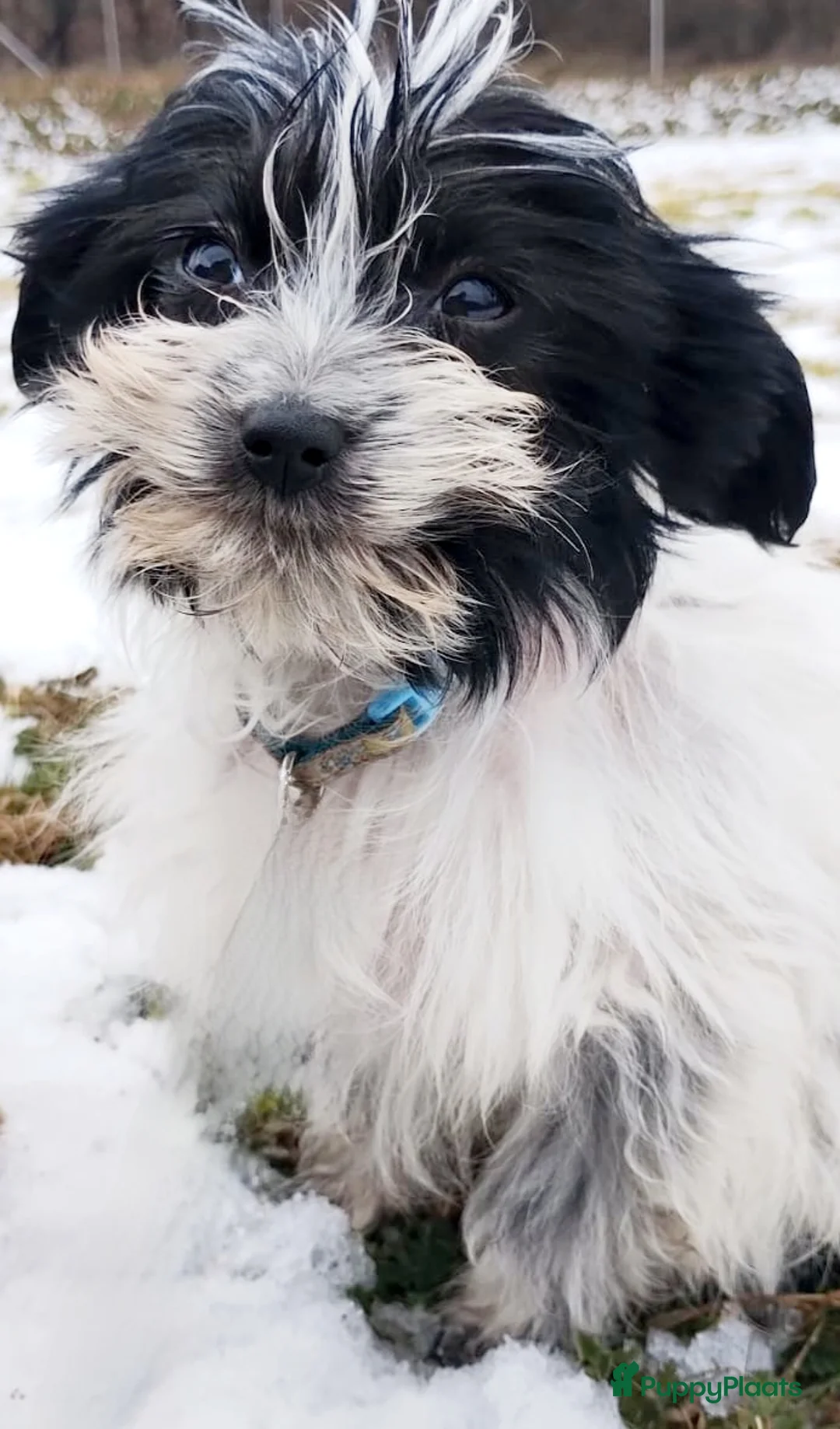 Kruising honden te koop: Nog 2 prachtige reutjes Toy PapilLa - Advertentie 2