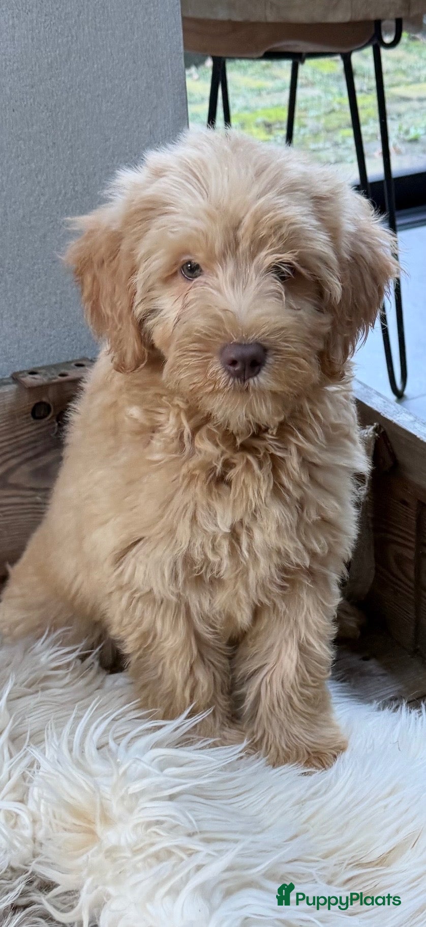 Labradoodle honden Labradoodle  - Advertentie 5