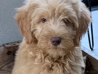 Labradoodle honden Labradoodle - Advertentie 5