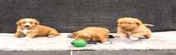 Nova Scotia Duck Tolling Retriever honden te koop: Nova Scotia Duck Tolling Retriever pups # Toller - Advertentie 11