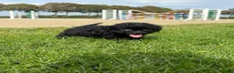 Kruising honden te koop: Maltipoo x boomer pups  - Advertentie 28