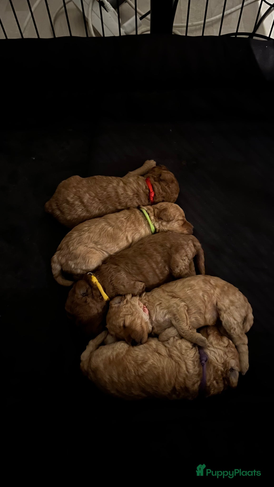 Poedel Toy honden Raszuivere Toypoedel-pups  - Advertentie 4