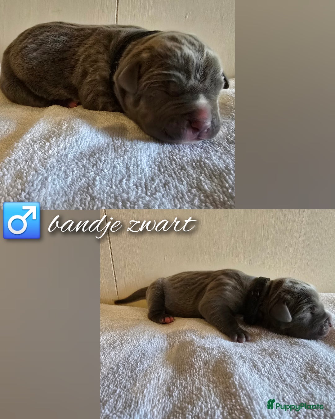 Amerikaanse Bully honden te koop: American Bully XL pups ABKC stamboom - Advertentie 12
