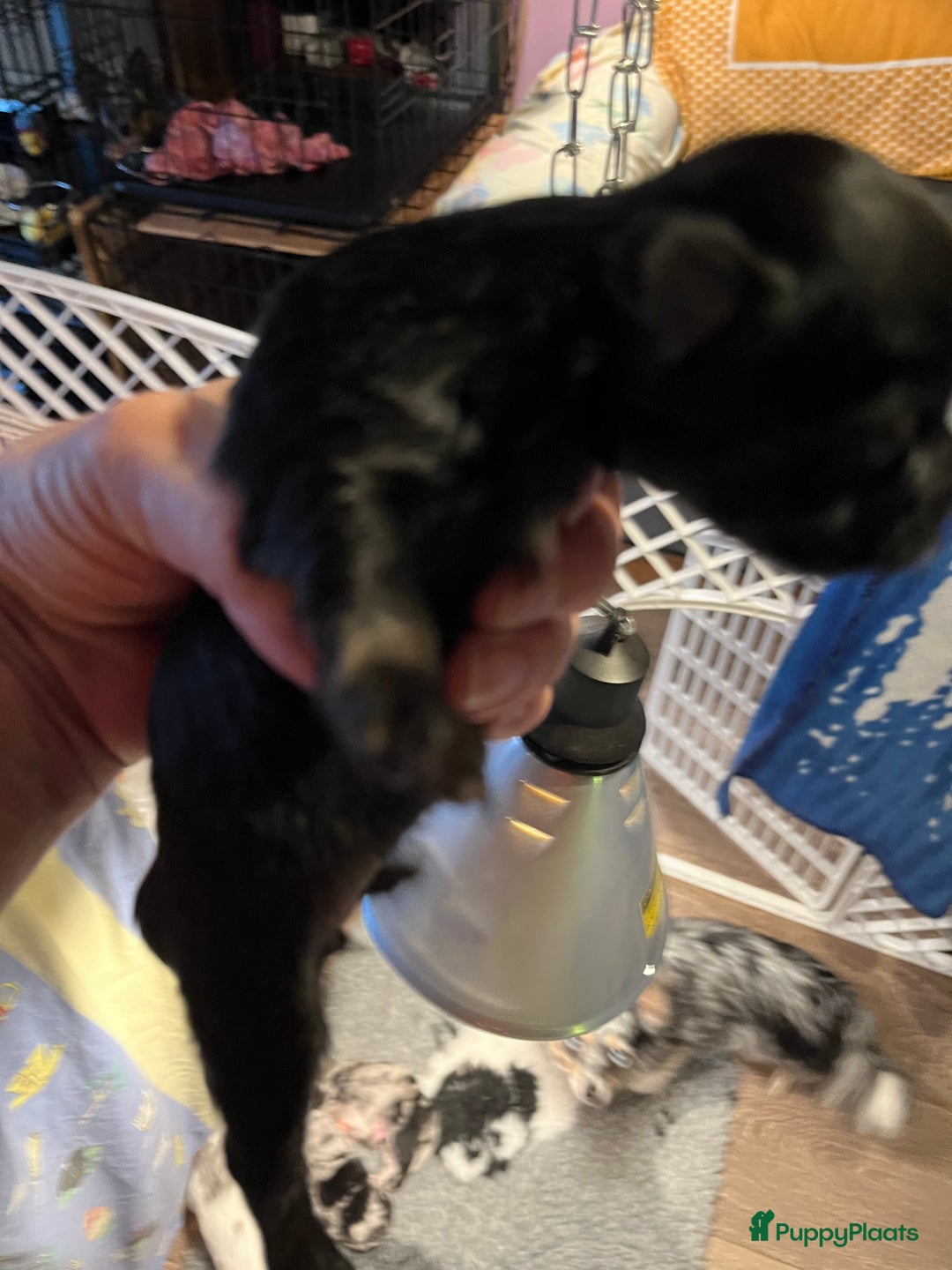 Chihuahua honden te koop: Zwart/wit teefje gereserveerd  - Afbeelding 8
