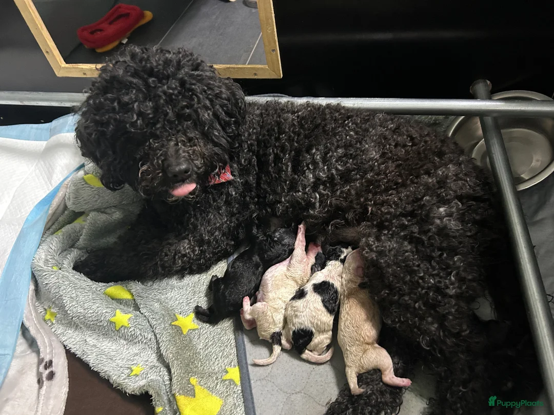 Kruising honden te koop: 4 schattige pups labradoodle x Maltipoo  in Elst - Advertentie 2
