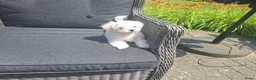 Maltezer honden te koop: Maltezer pups. Rasecht. Vader en moeder aanwezig - Advertentie 3