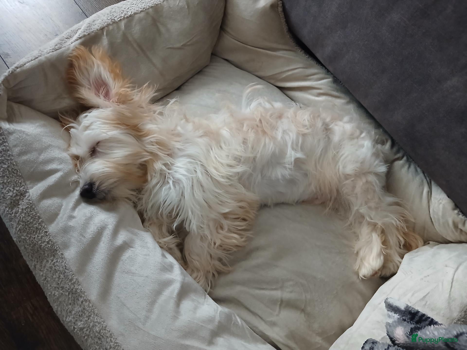 Maltipoo honden te koop: maltipoo pup Milo zoekt blijvend huisje - Advertentie 1