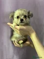 Pomchi Puppy 6