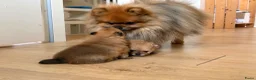 Pomeriaan honden ter dekking: Pomeriaan dekreu - Advertentie 5