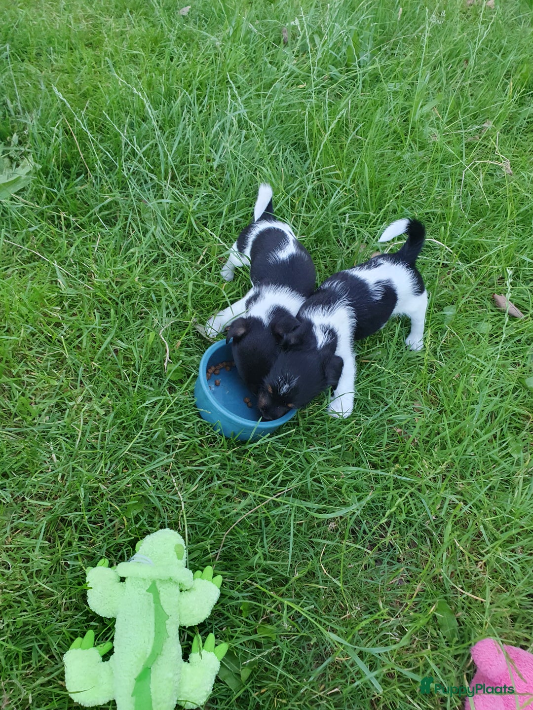 Jack Russel Terriër honden te koop: Lieve ruwharige JACK RUSSELTJES Laagbenig, dď - Afbeelding 28