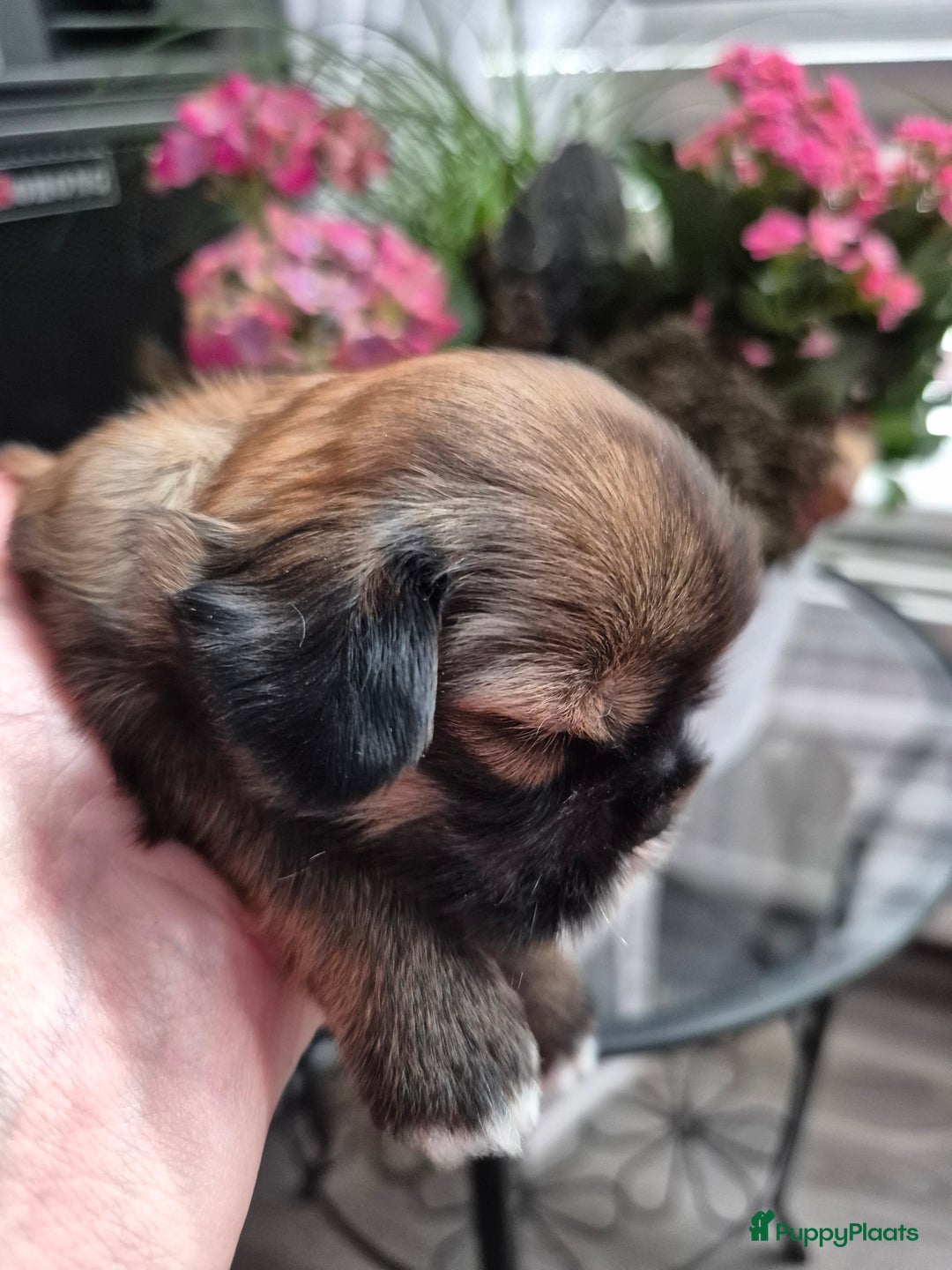 Shih Tzu honden te koop: Te koop  - Afbeelding 7