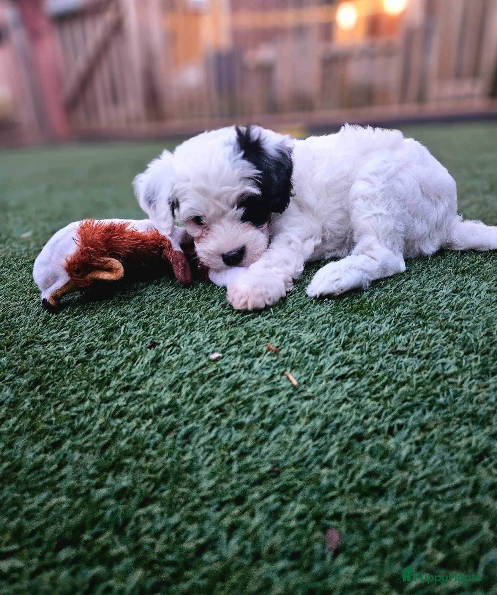 Kruising honden Lieve labradoodle / maltipoo pups - Advertentie 4